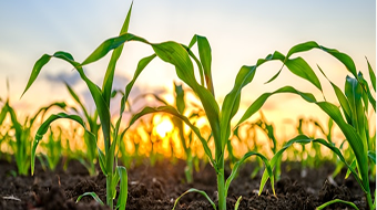 AGRICULTURE &amp; IRRIGATION MANAGEMENT
